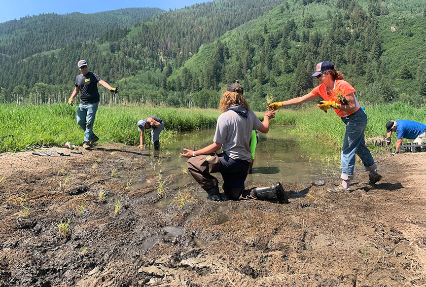 Participants with Roaring Fork Outdoor Volunteers planted native plants into the plug.