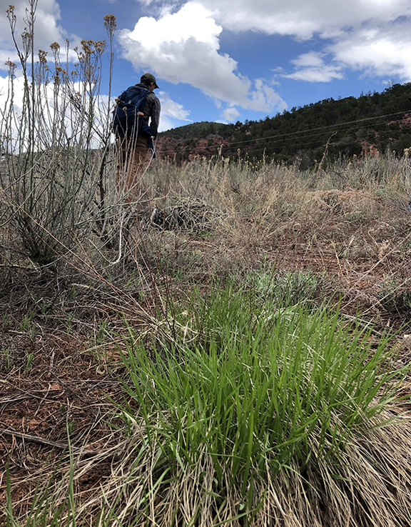 Native bunchgrass, but not cheatgrass, at Red Wind Point Open Space.