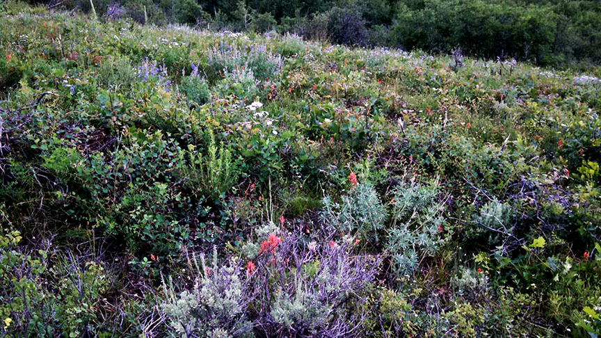 New growth in 2015, following a vegetation treatment at Sky Mountain Park in 2014.