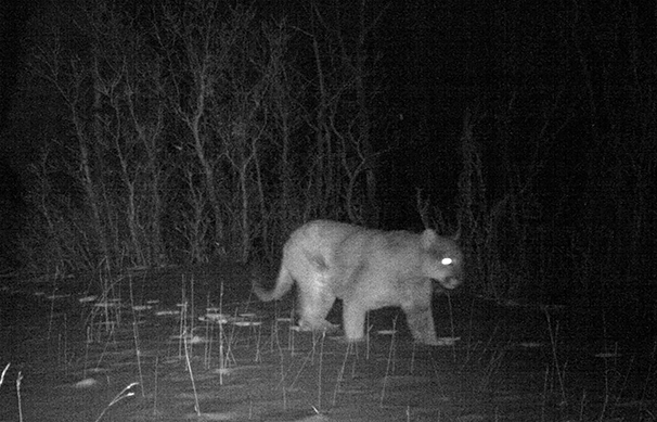 A mountain lion on the prowl at Filoha Meadows.