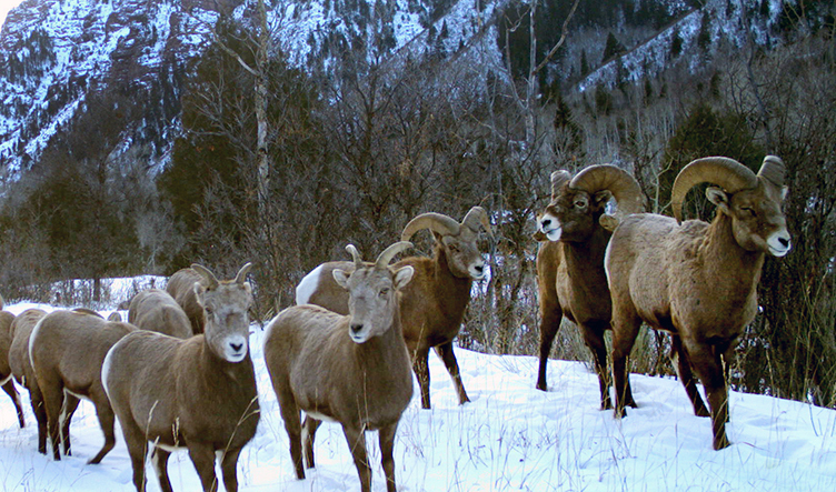 Bighorn sheep at Filoha Meadows in early spring.