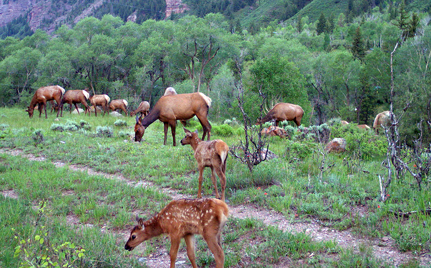 Elk rear their calves at Filoha Meadows.