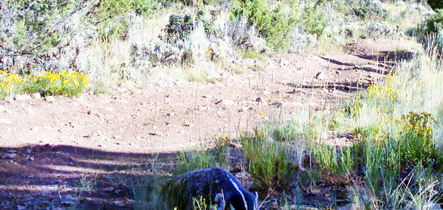 A badger captured on a wildlife camera at Glassier Open Space