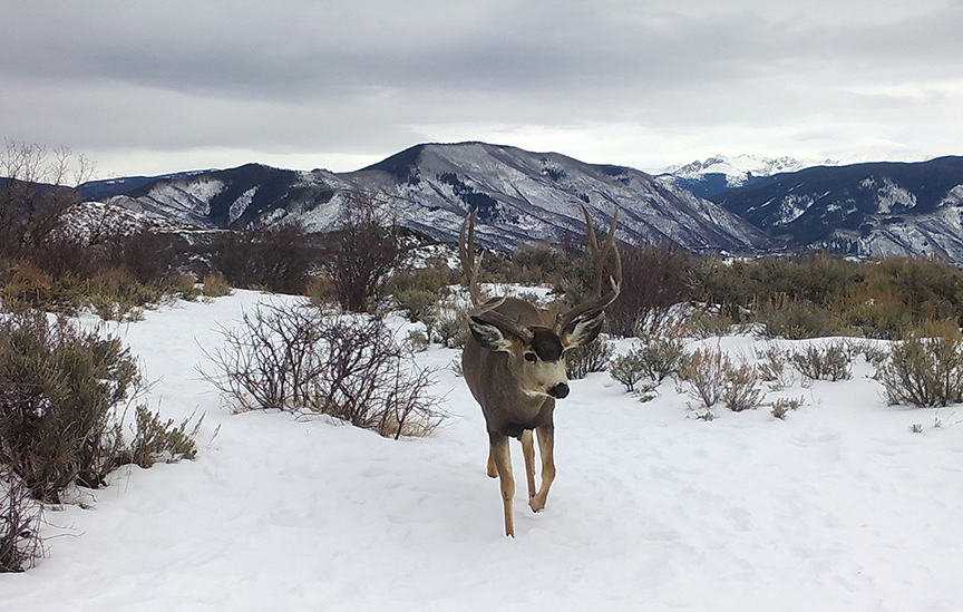 A mule deer buck on Skyline Ridge Trail at Sky Mountain Park.