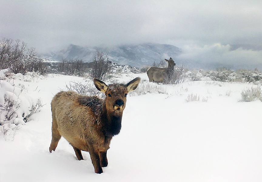 Elk on Skyline Ridge in December 2022.