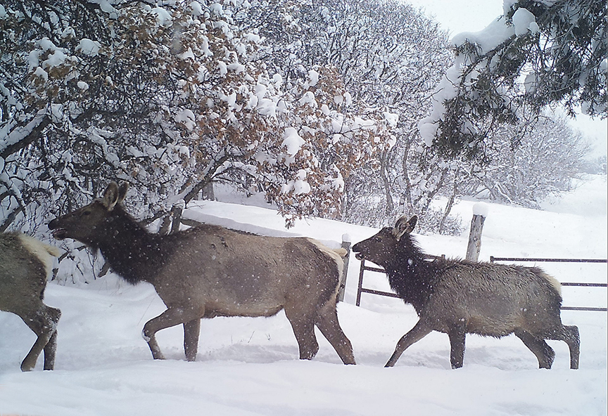 An elk herd trudges through the snow at Glassier Open Space.