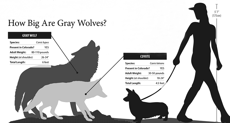CPW graphic: How big are gray wolves?