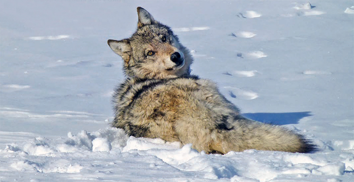 Gray wolf in the snow. Source-U.S. Fish and Wildlife