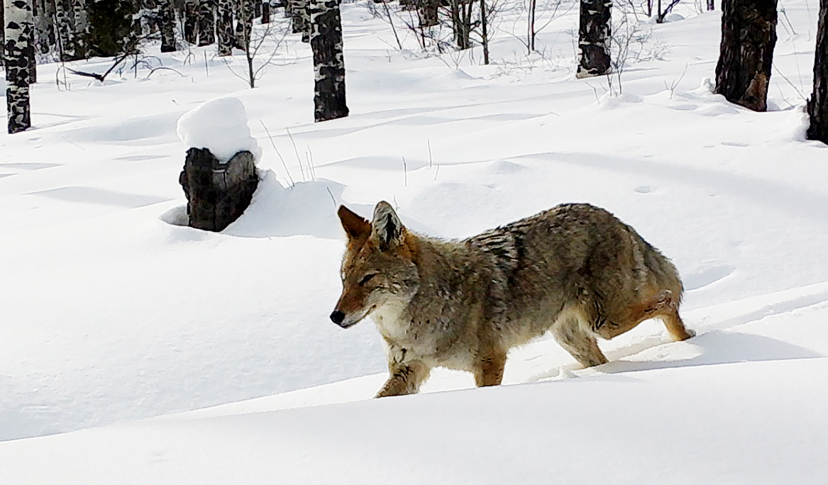 A coyote on the prowl (OST wildlife camera)