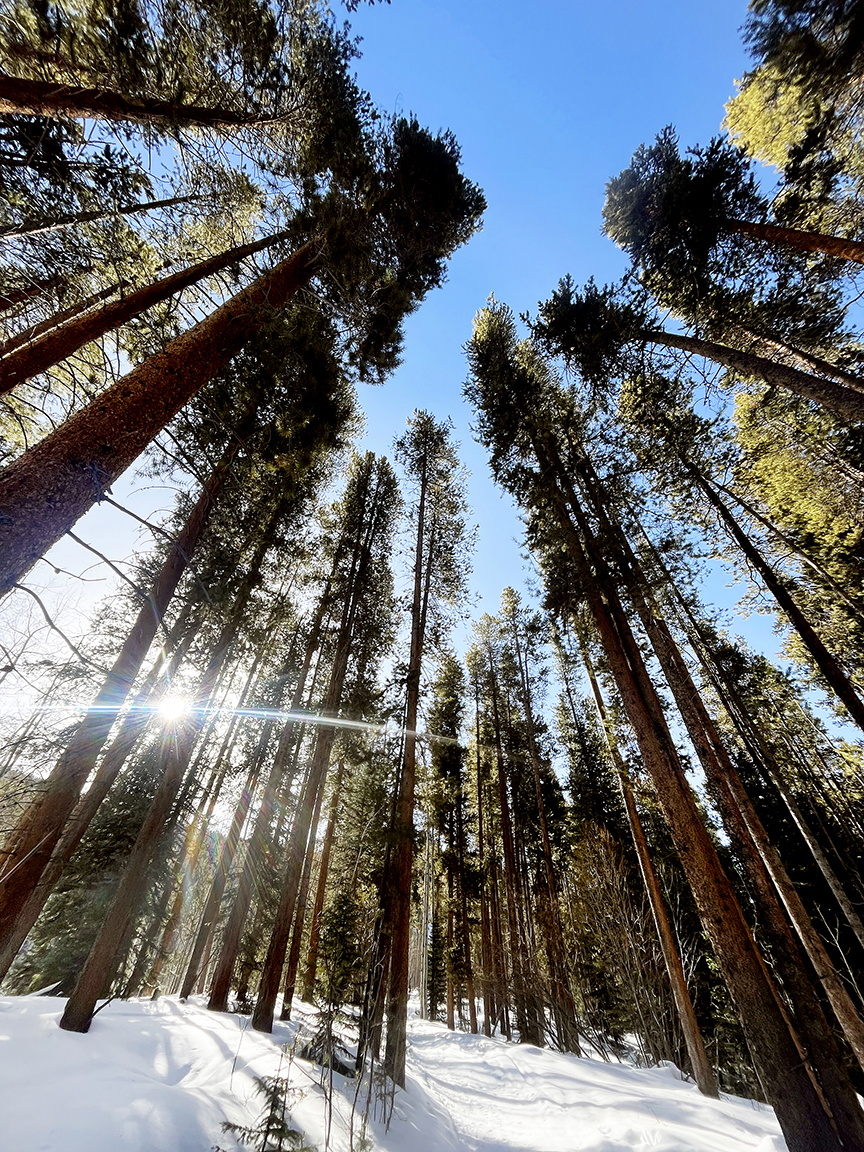Towering lodgepole pines on Smuggler Mountain Open Space.