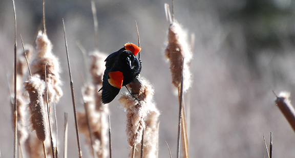 A male red-winged blackbird displays its colors in the Glassier Open Space marsh. OST photo