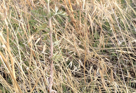 Dried cheatgrass is flammable and unpalatable as forage.