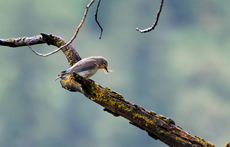 An image of a female Mountain bluebird.