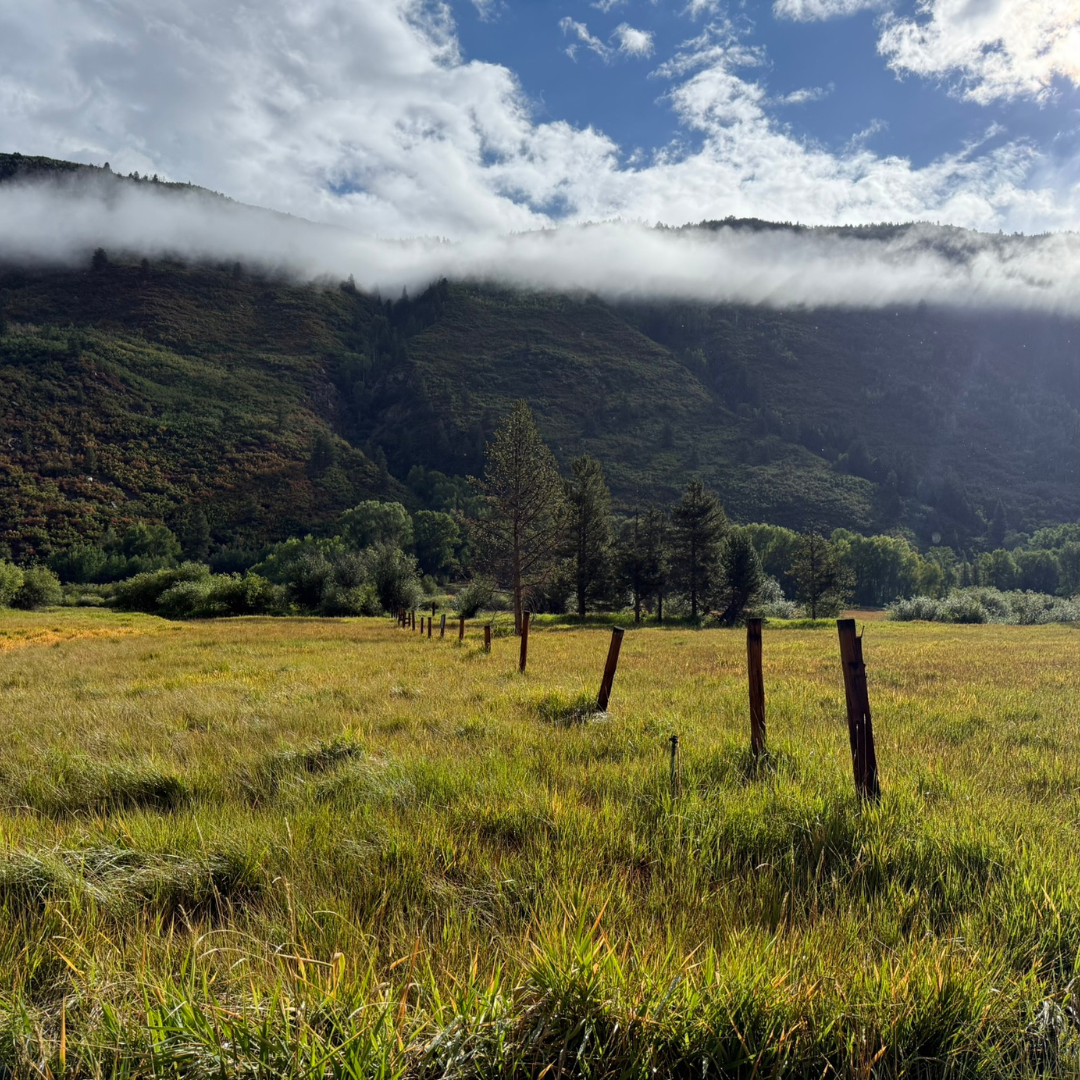 Wooden fence posts lined up in a meadow with mountains in the background.